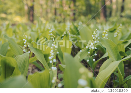 Toned image of lily of the valley flowers blooming in pine forest. Bright lily of the valley flowers in spring forest Toned image of lily of the valley flowers blooming in pine forest. Bright lily of the valley flowers in spring forest 139010899