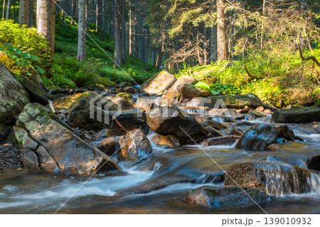 Stream between big stones in the wild fir forest at sunrise under the top of Hoverla Mountain. Clean water of river Prut flows fast in the the Carpathians Stream between big stones in the wild fir forest at sunrise under the top of Hoverla Mountain. Clean water of river Prut flows fast in the the Carpathians 139010932