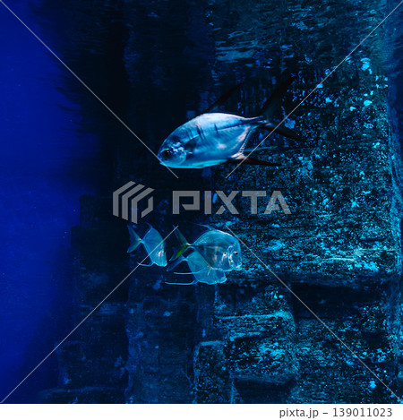 Fish swim in the oceanarium. Fish swim in the oceanarium. 139011023