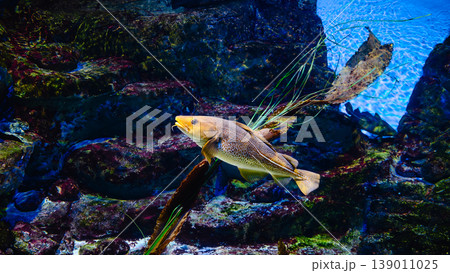 Fish swims in the oceanarium. 139011025