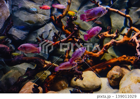 Exotic freshwater fishes in aquarium 139011029