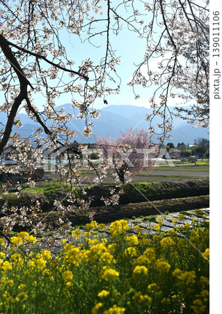 桜と菜の花のある風景 桜と菜の花のある風景 139011106