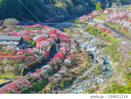 花桃の里 阿智村の花桃の絶景 横カット 花桃の里 阿智村の花桃の絶景 横カット 139011114