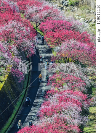 花桃の里 阿智村の花桃の絶景 回廊散歩 花桃の里 阿智村の花桃の絶景 回廊散歩 139011116