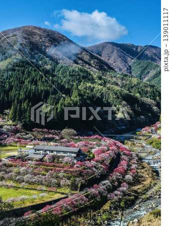 花桃の里 阿智村の花桃の絶景 山も含めた全景 花桃の里 阿智村の花桃の絶景 山も含めた全景 139011117