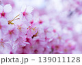 河津桜　桜の花　クローズアップ 139011128