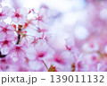 河津桜　桜の花　クローズアップ 139011132