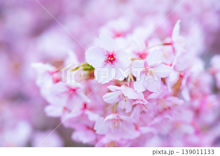 河津桜　桜の花　クローズアップ 139011133