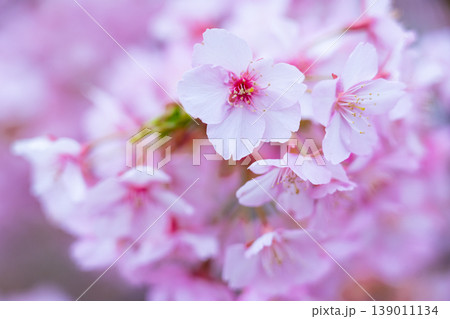 河津桜 桜の花 クローズアップ 河津桜 桜の花 クローズアップ 139011134