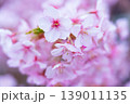 河津桜　桜の花　クローズアップ 139011135
