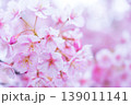 河津桜　桜の花　クローズアップ 139011141