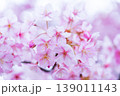 河津桜　桜の花　クローズアップ 139011143