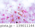 河津桜　桜の花　クローズアップ 139011144