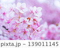 河津桜　桜の花　クローズアップ 139011145