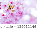 河津桜　桜の花　クローズアップ 139011146
