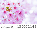 河津桜　桜の花　クローズアップ 139011148