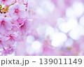 河津桜　桜の花　クローズアップ 139011149
