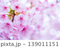 河津桜　桜の花　クローズアップ 139011151