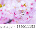 河津桜　桜の花　クローズアップ 139011152