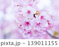 河津桜　桜の花　クローズアップ 139011155