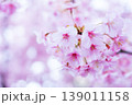河津桜　桜の花　クローズアップ 139011158