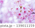 河津桜　桜の花　クローズアップ 139011159