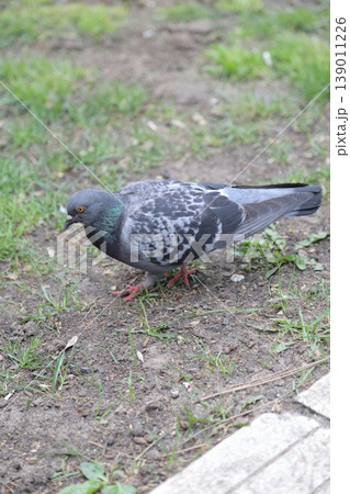 A lonely pigeon in an urban environment. 139011226