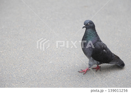 A lonely pigeon in an urban environment. 139011256