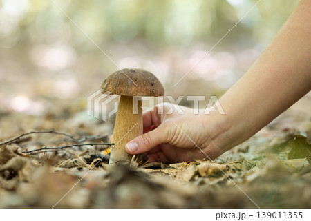Girl picking white mushroom in forest. Searching and picking edible boletus mushrooms in autumn forest 139011355