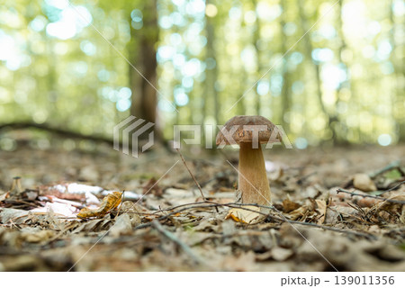 One lonely boletus mushroom in forest. Close up of edible mushroom growing on foliage One lonely boletus mushroom in forest. Close up of edible mushroom growing on foliage 139011356