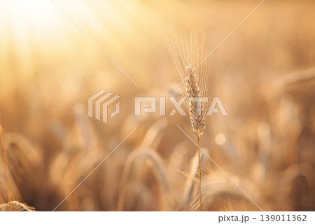 Ear of wheat with rays of bright setting sun on the background. Ripe golden ear before harvest Ear of wheat with rays of bright setting sun on the background. Ripe golden ear before harvest 139011362