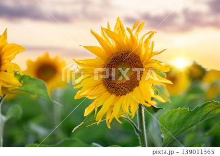 Bright blooming sunflower with a bee gathering pollen in big agricultural field. Golden blooming sunflower with setting sun on the background Bright blooming sunflower with a bee gathering pollen in big agricultural field. Golden blooming sunflower with setting sun on the background 139011365