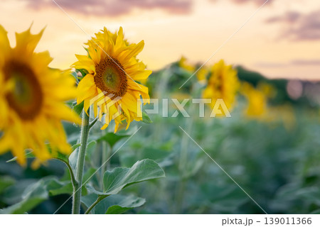 Agricultural field of blooming sunflowers at sunset. Beautiful bright sunflowers growing in rows in the field Agricultural field of blooming sunflowers at sunset. Beautiful bright sunflowers growing in rows in the field 139011366