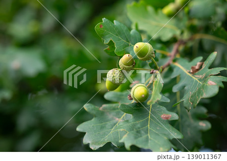 Green acorns on tree branch in summer. Big harvest of acorns on oak trees 139011367
