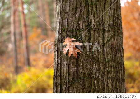 Yellow oak leaf on the tree trunk. Concept of autumn weather, foliage, fall nature Yellow oak leaf on the tree trunk. Concept of autumn weather, foliage, fall nature 139011437