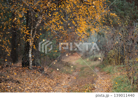 Autumn forest nature in countryside. Road through forest, yellow birch tree with falling leaves 139011440