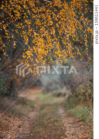 Birch tree branches with yellow leaves above dirt road. Calm autumn nature in countryside 139011441