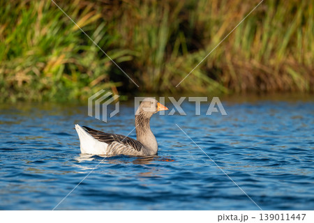 One lonely goose on the river. Beautiful goose swimming on the clean river in the evening One lonely goose on the river. Beautiful goose swimming on the clean river in the evening 139011447