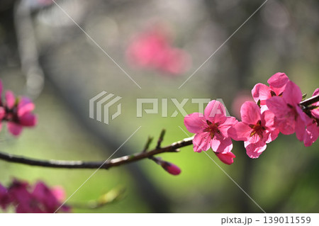 春の訪れを告げる桃の花 春の訪れを告げる桃の花 139011559