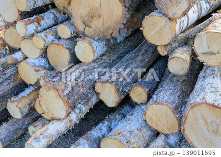 Abstract pattern of freshly sawn birch logs stacked in a large pile. Close-up view of round wooden timber ends with distinct bark textures. 139011695