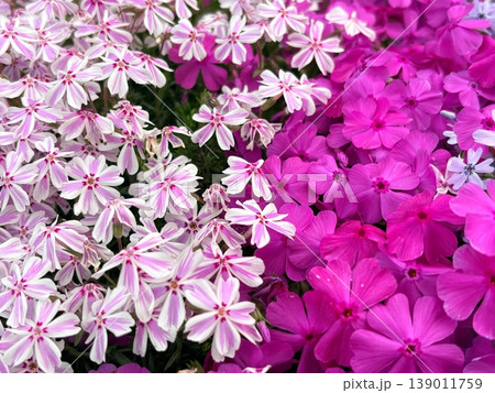 癒やしの花風景。咲き誇る芝桜 139011759