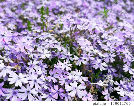癒やしの花風景。咲き誇る芝桜 139011760
