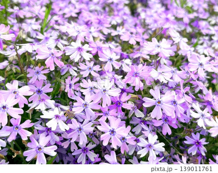 癒やしの花風景。咲き誇る芝桜 139011761