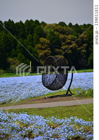宮崎県に広がる美しいネモフィラ畑 宮崎県に広がる美しいネモフィラ畑 139011811