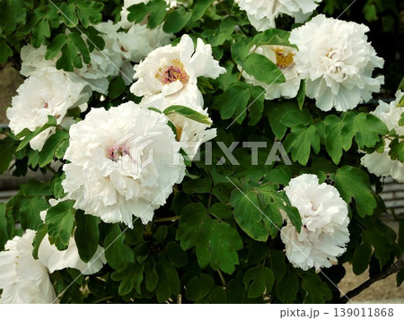 牡丹の白い大輪の花 牡丹の白い大輪の花 139011868