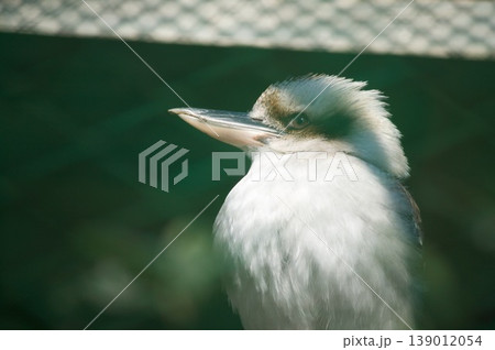 鳥類 139012054