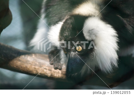 黒白襟巻き狐猿 139012055