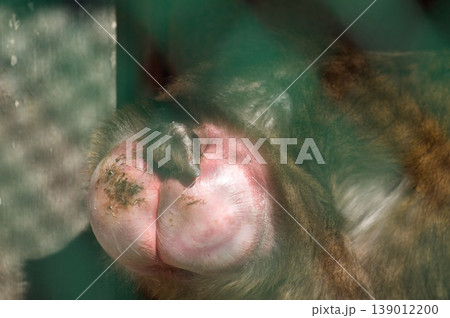 動物の体の一部 動物の体の一部 139012200