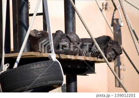 眠るゴリラ 139012201