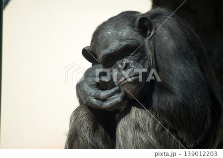 考えるゴリラ 139012203